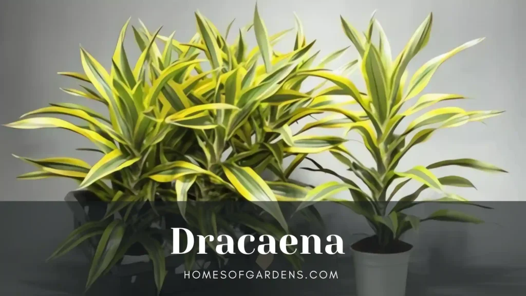 Dracaena