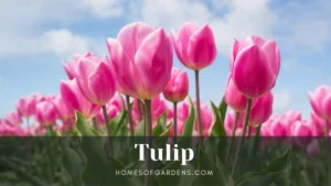 Featured image tulip