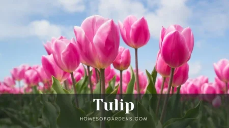 Featured image tulip