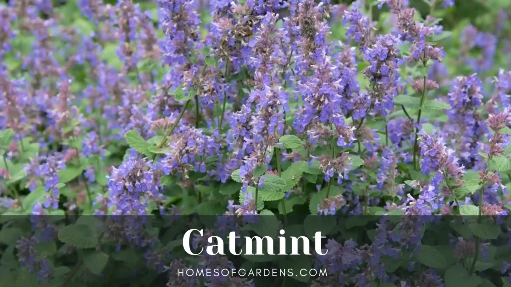 Catmint image