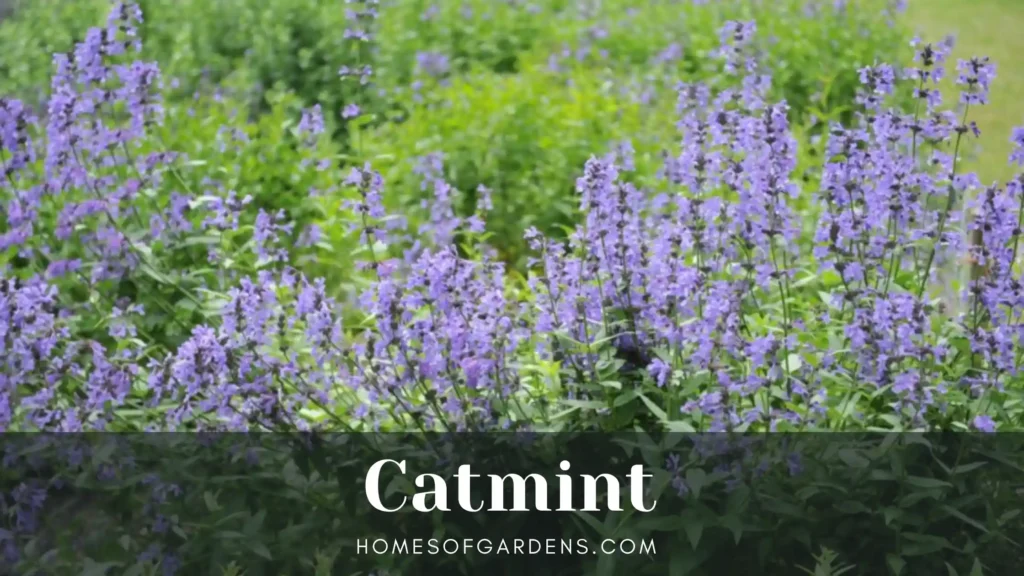 Catmint