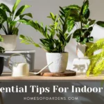 Indoor plant