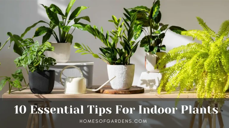 Indoor plant