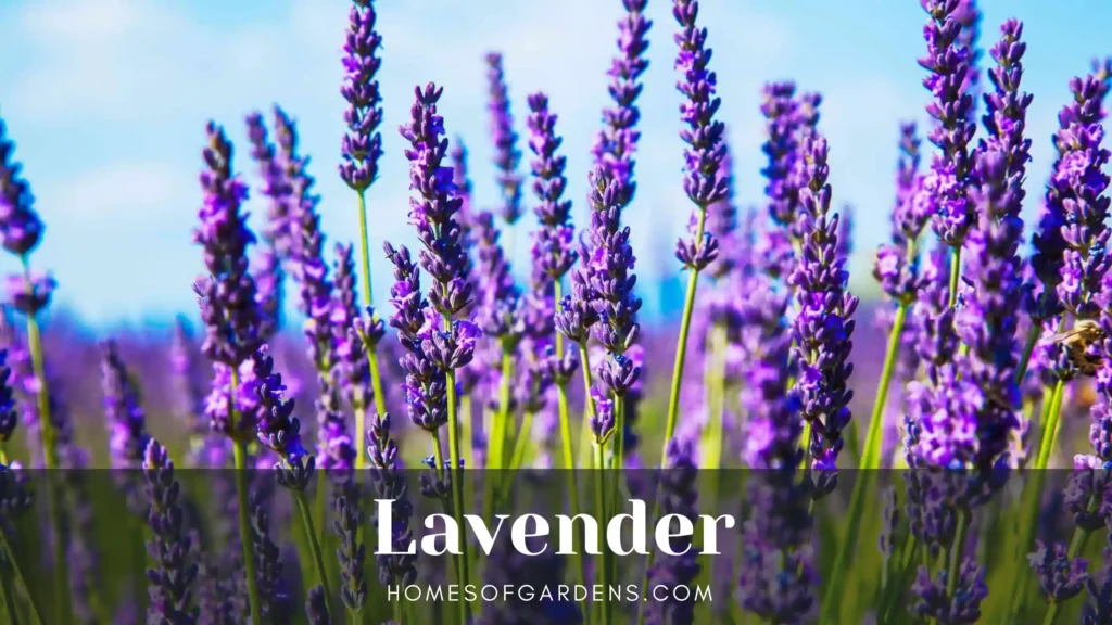 Lavender