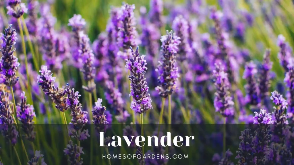 Lavender