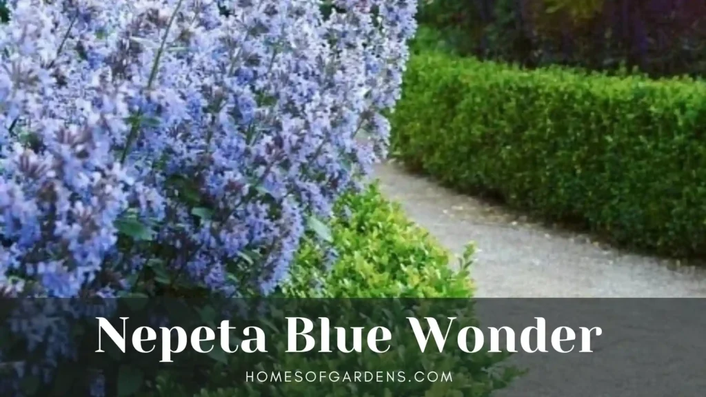 Nepeta Blue Wonder
