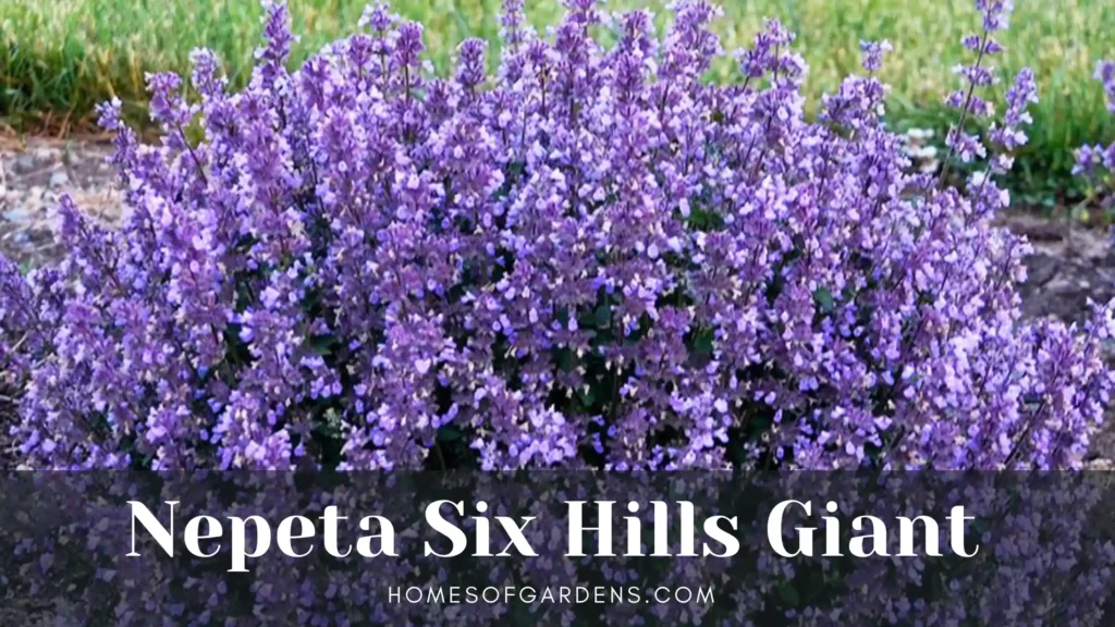 Nepeta Six Hills Giant