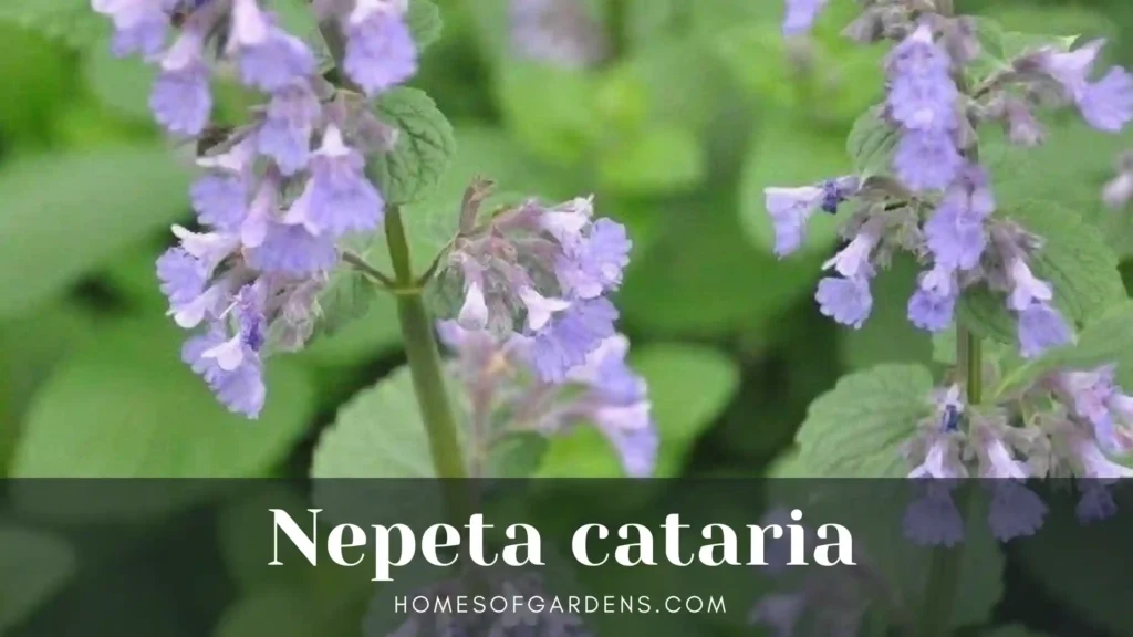 Nepeta cataria