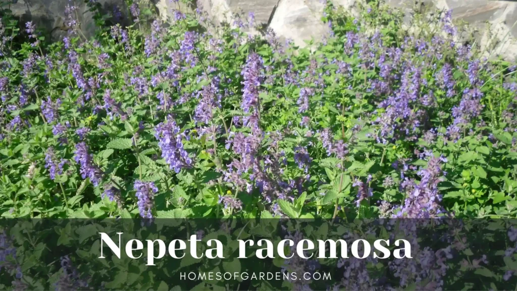 Nepeta racemosa