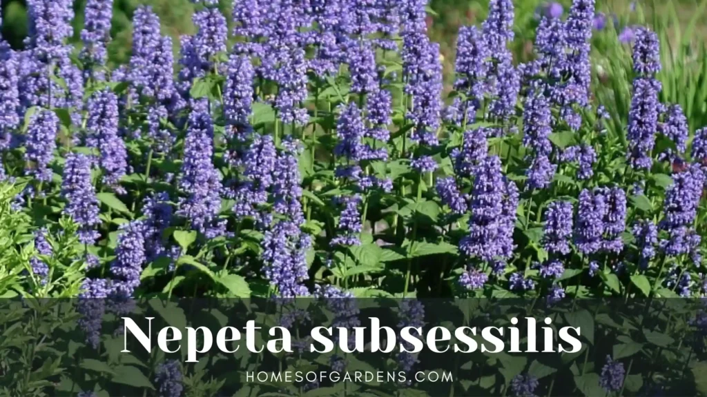 Nepeta subsessilis