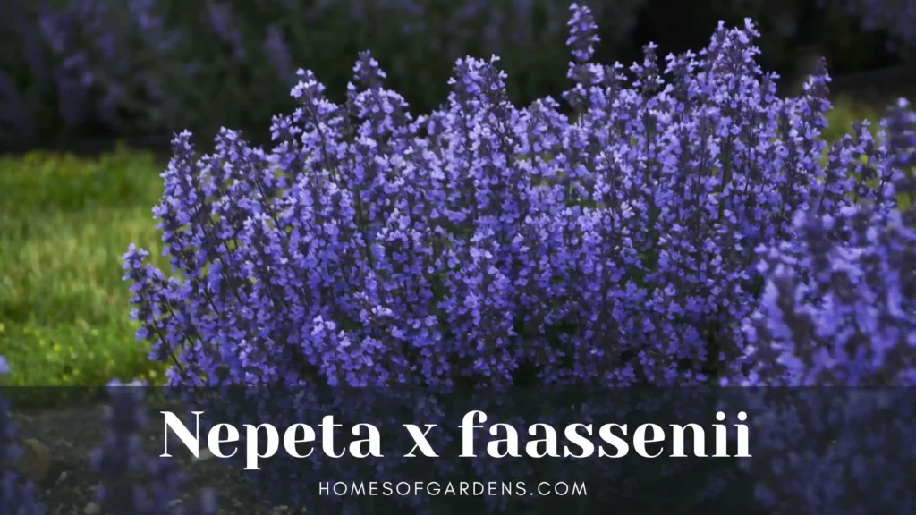 Nepeta x faassenii