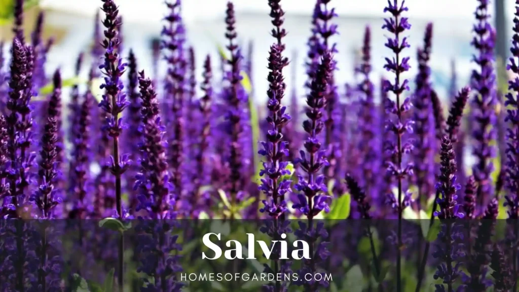 Salvia