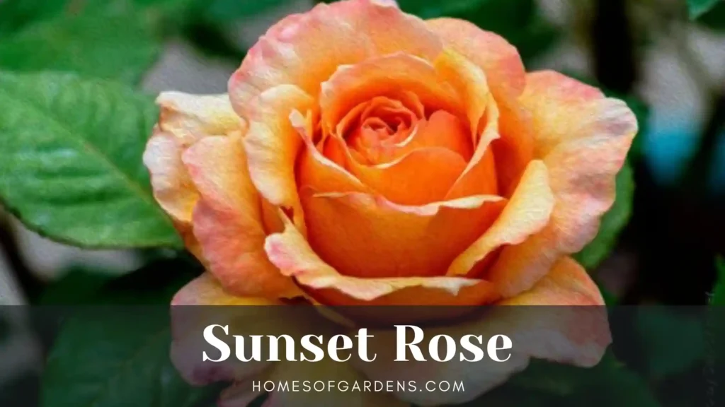 Sunset Rose Featured image