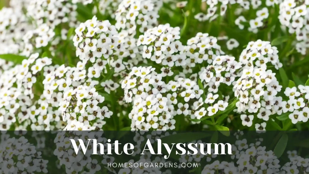 White Alyssum