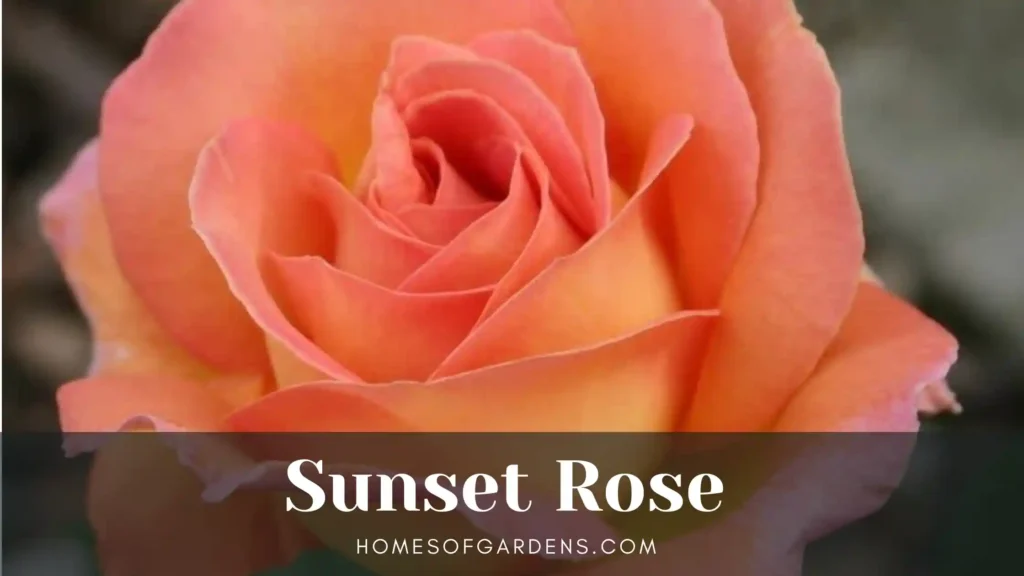 Sunset Rose