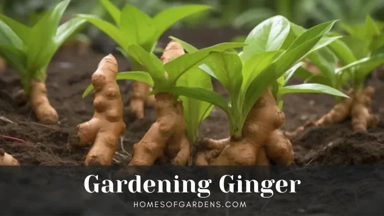 Featured image Gardening Ginger