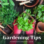 Featured image Gardening Tips