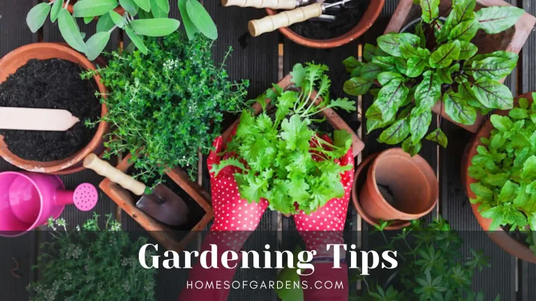Featured image Gardening Tips