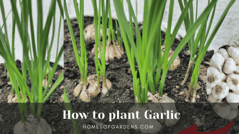 How to plant Garlic