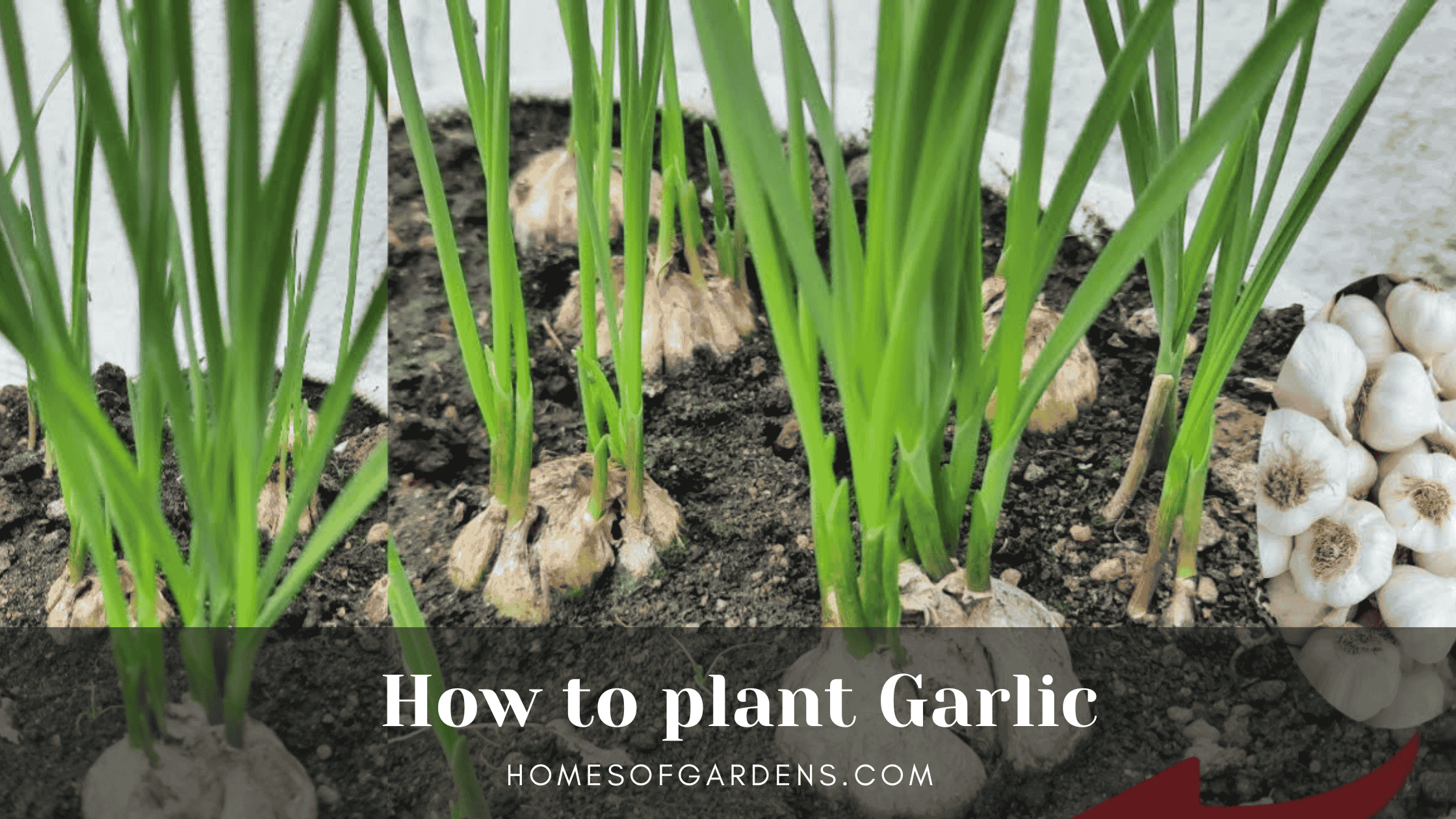 How to plant Garlic