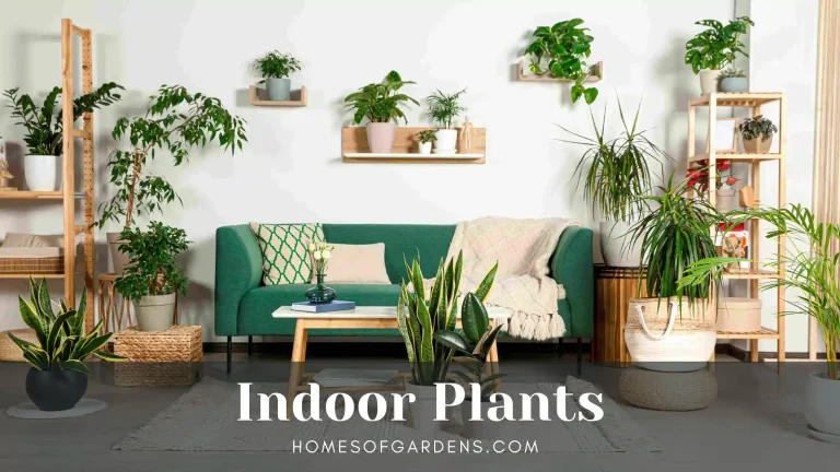 Featured image Indoor Plants