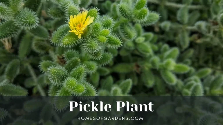 Featured image Pickle Plant