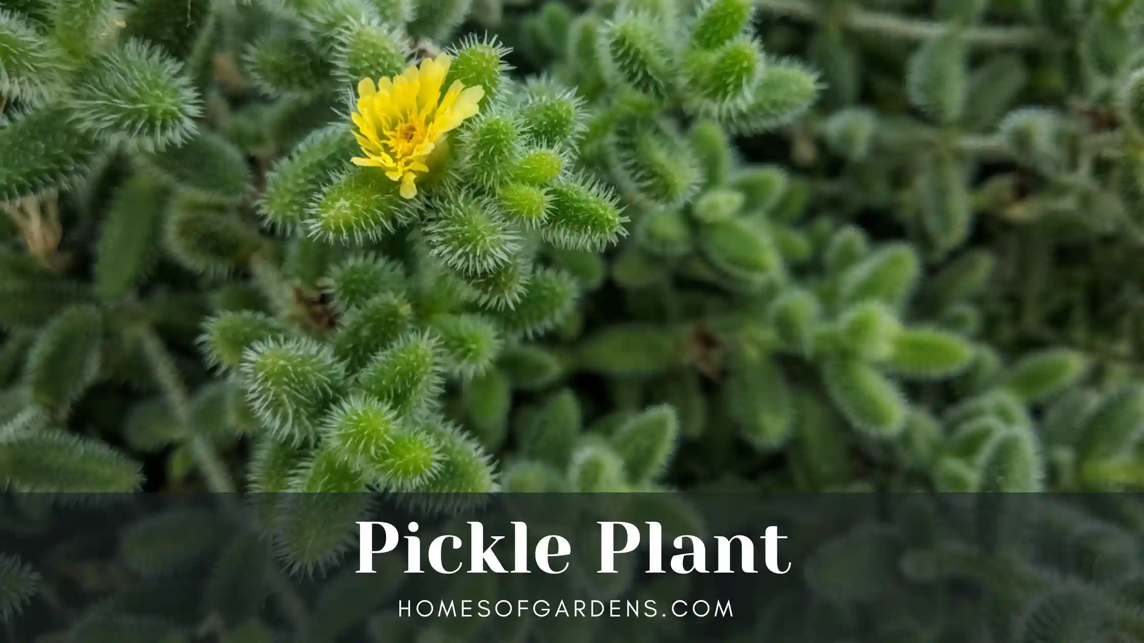 Featured image Pickle Plant