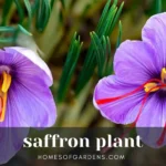 Featured image Saffron plant