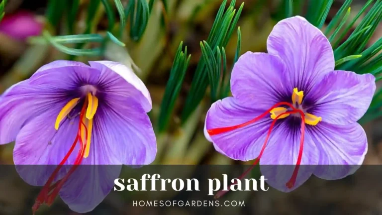 Featured image Saffron plant