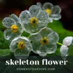 Featured image skeleton flower
