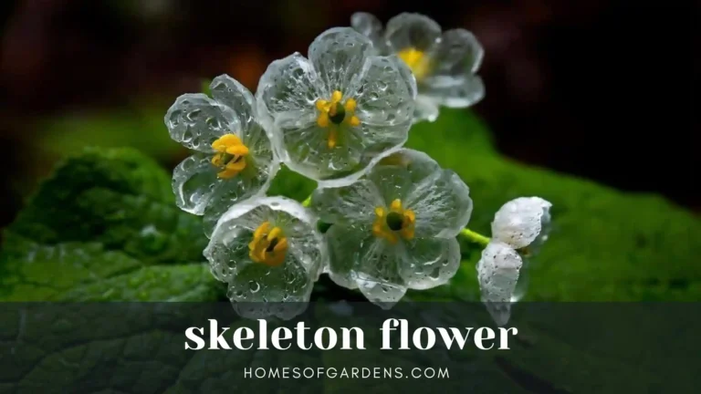 Featured image skeleton flower