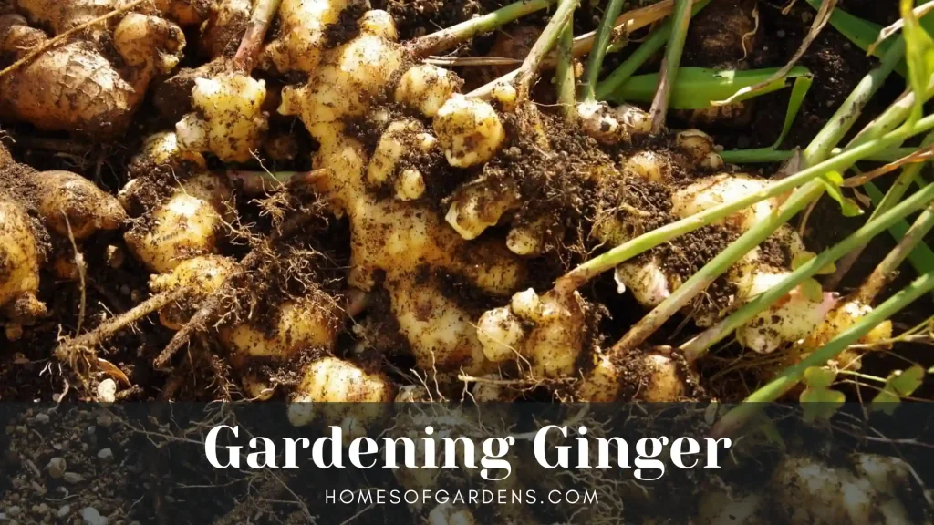 Gardening Ginger image