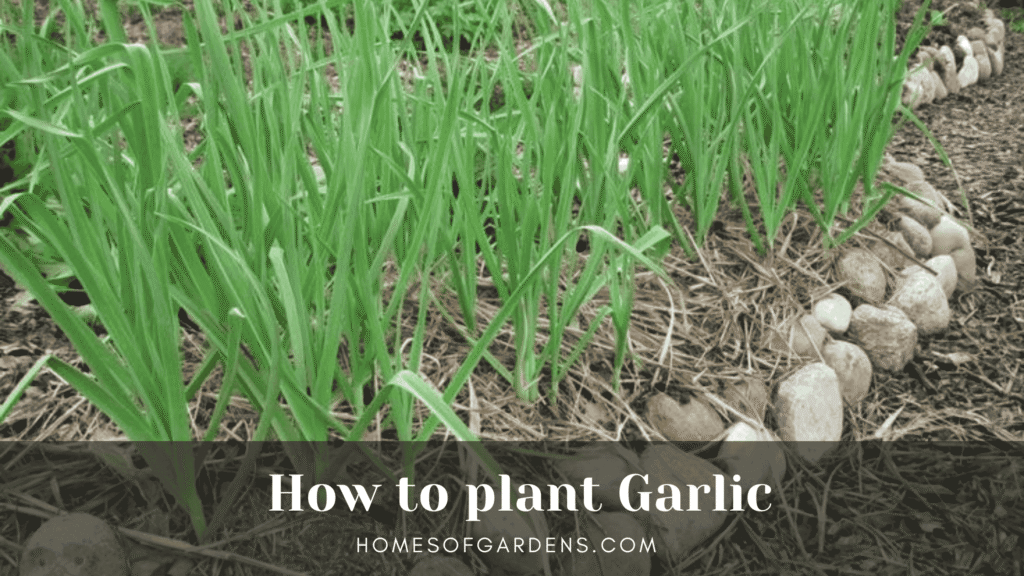 how to plant garlic