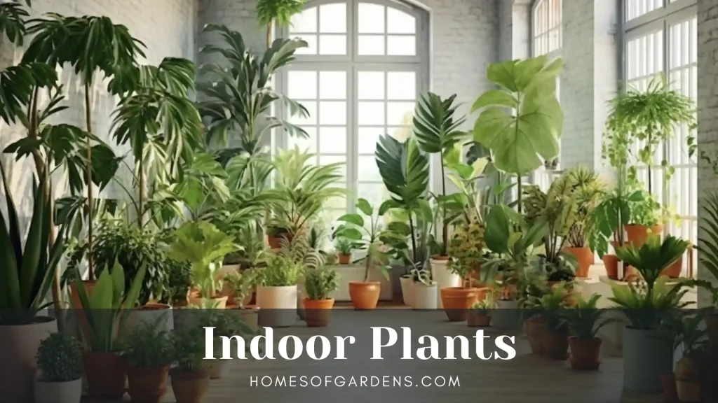 Indoor Plants image