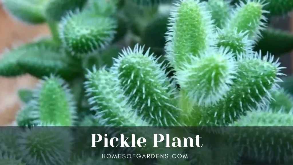 Pickle Plant image