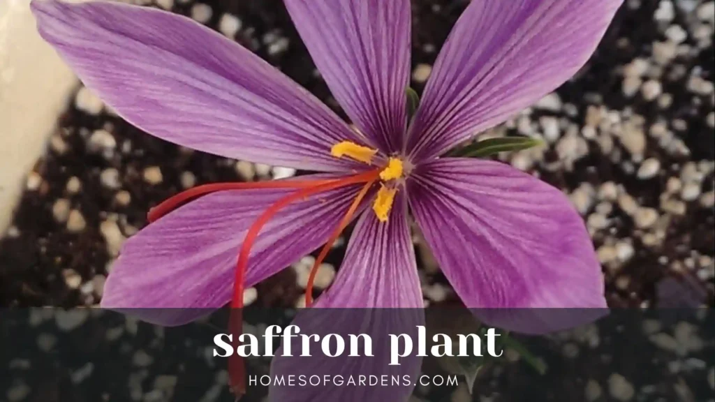 Saffron plant