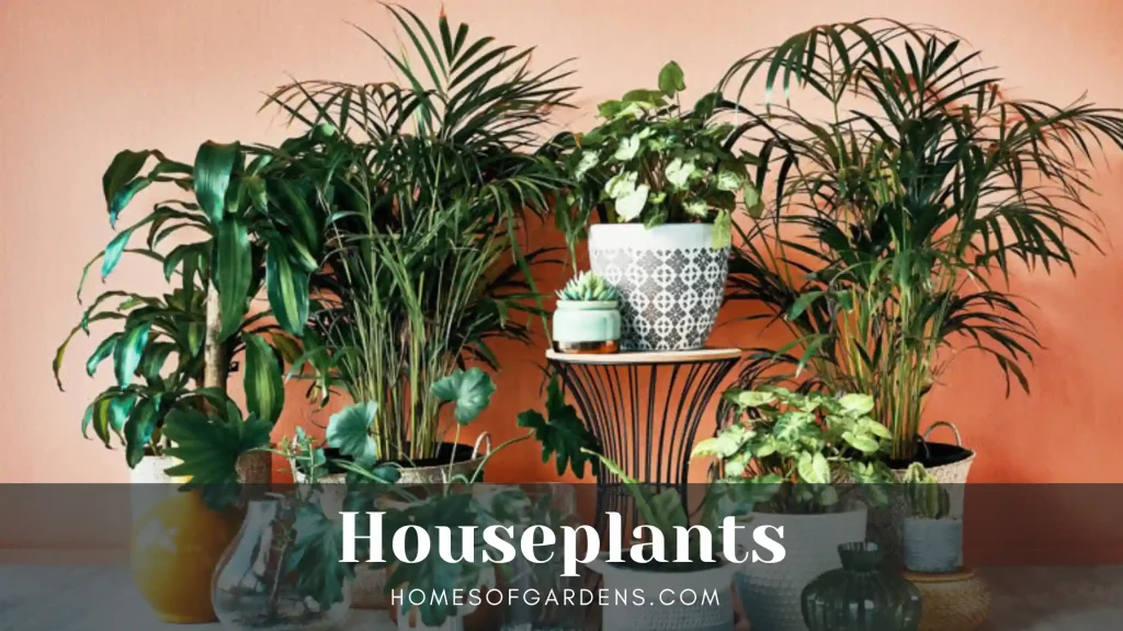 Houseplants image