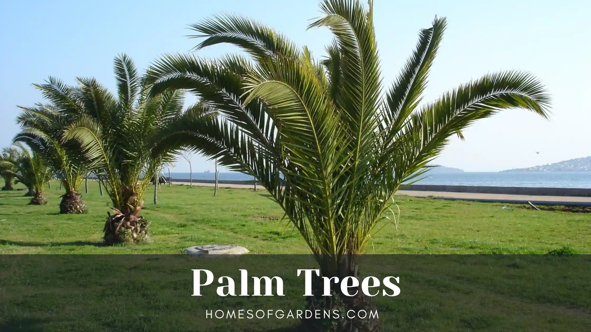 Featured image Palm Trees