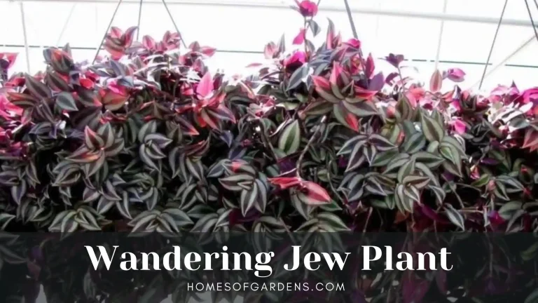 Featured image wandering jew plant