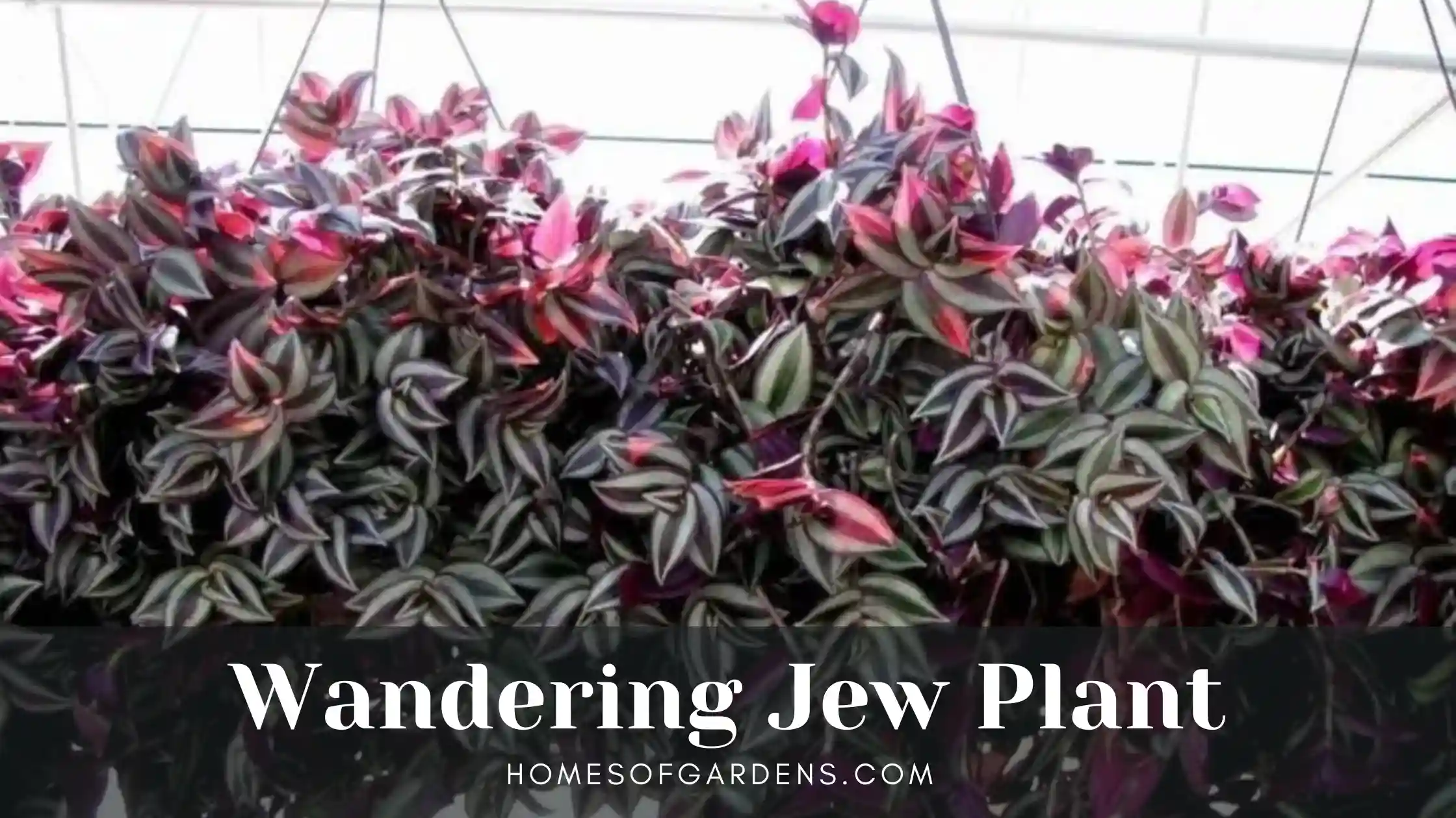 Featured image wandering jew plant