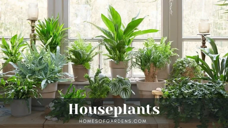 Featured image Houseplants