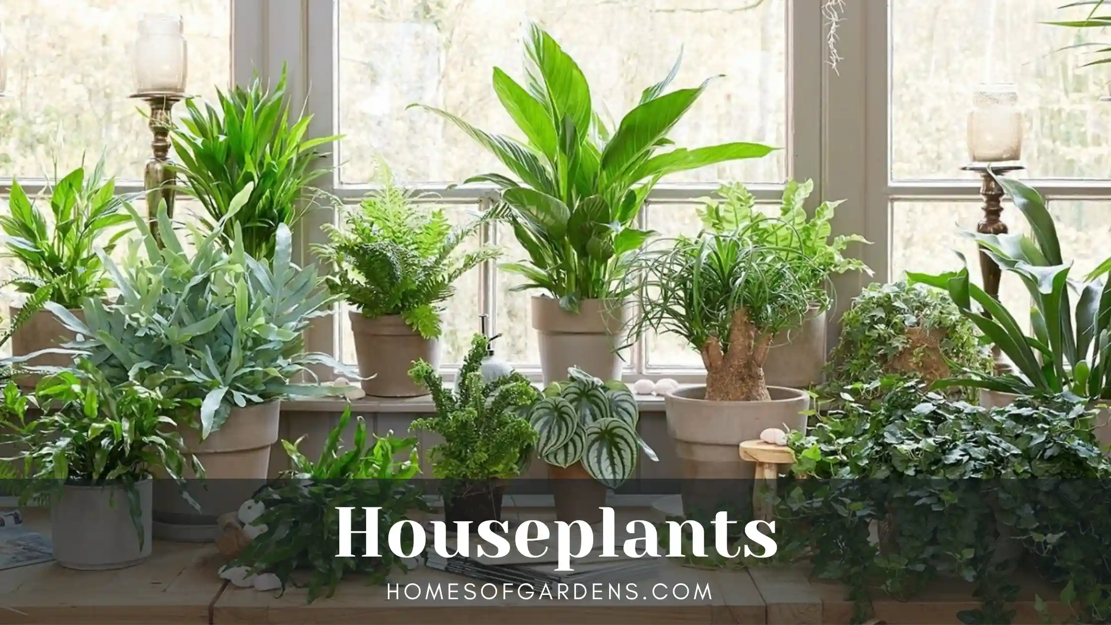 Featured image Houseplants