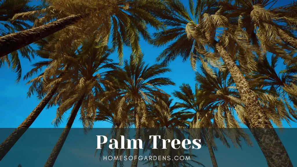 Palm Trees image