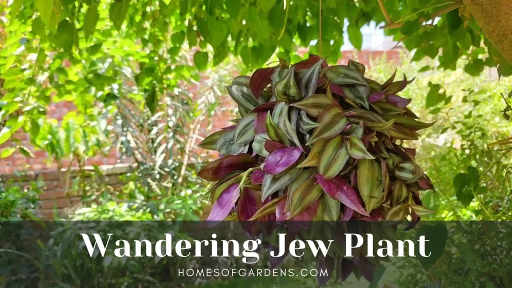 Wandering jew plant image