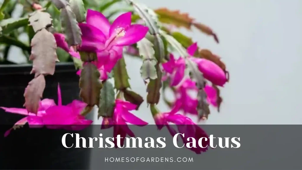 Christmas Cactus