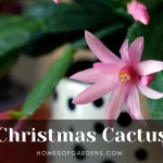 Featured image Christmas Cactus
