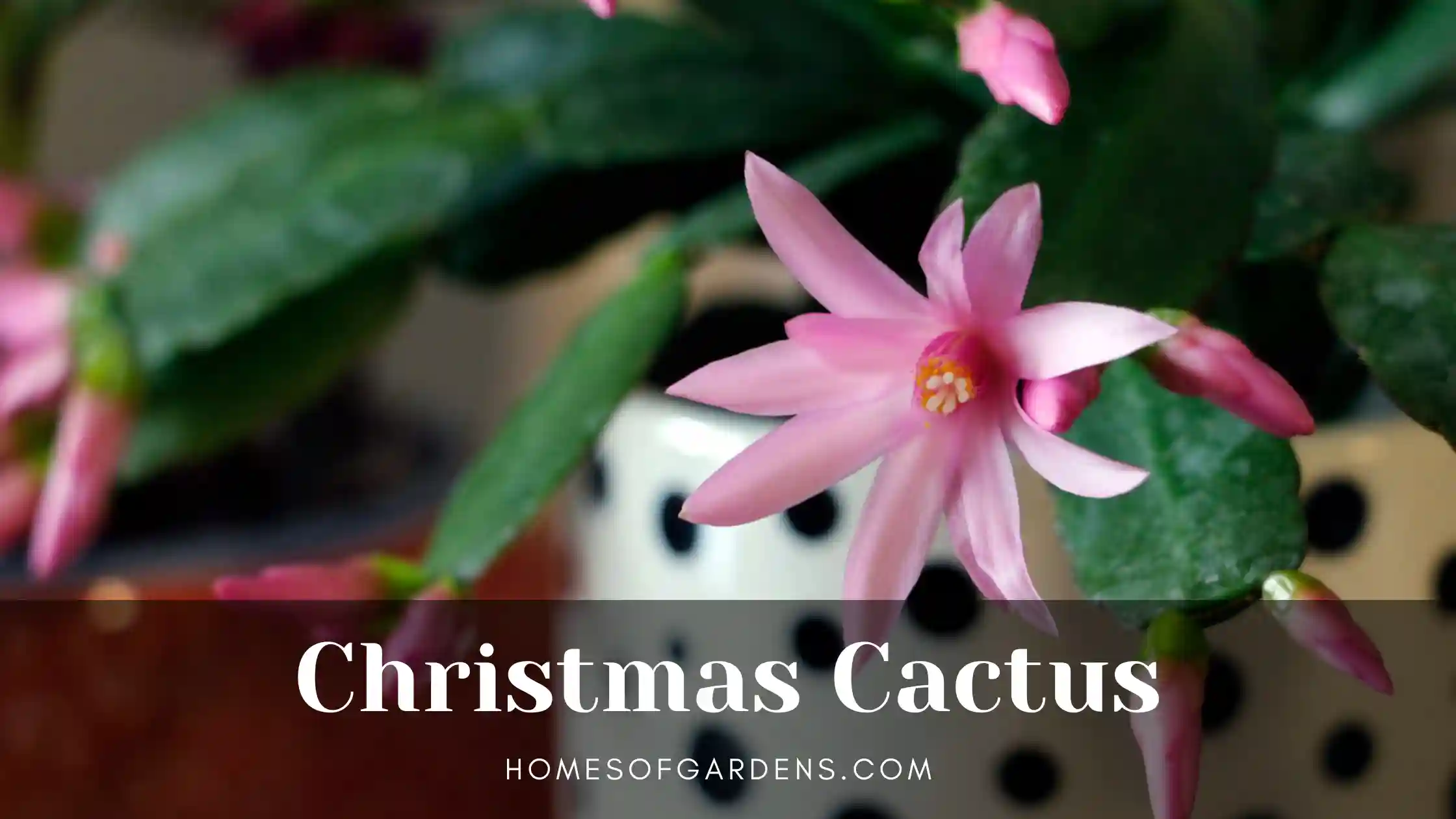 Featured image Christmas Cactus