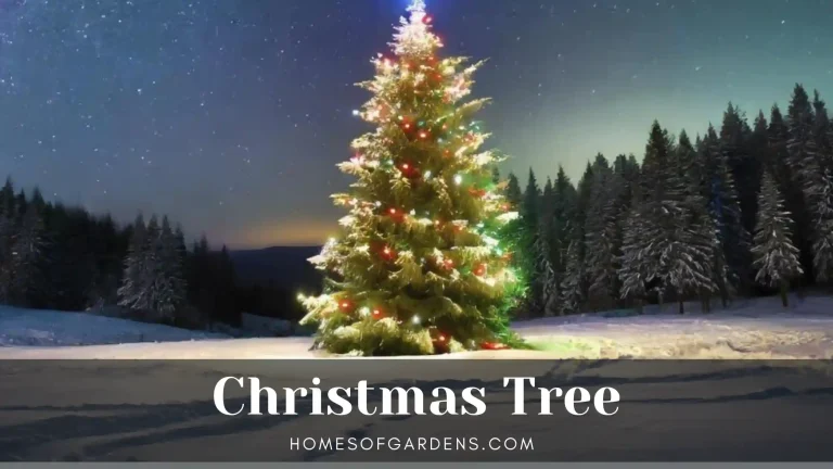 Featured image Christmas Tree