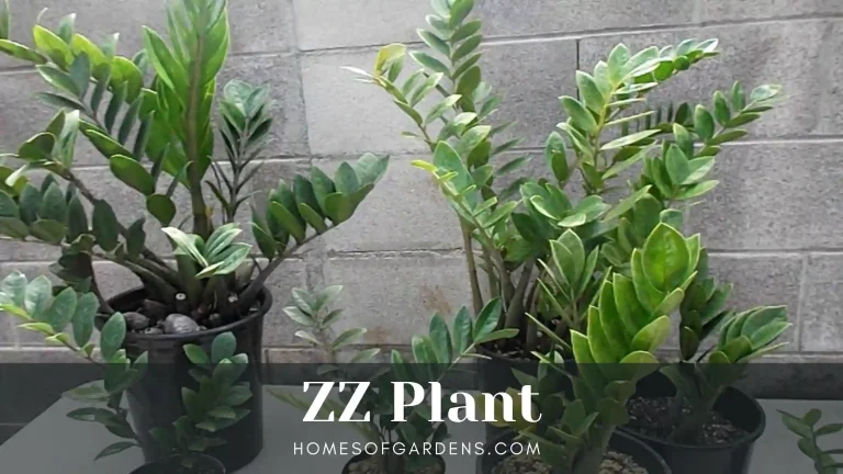 zz plant