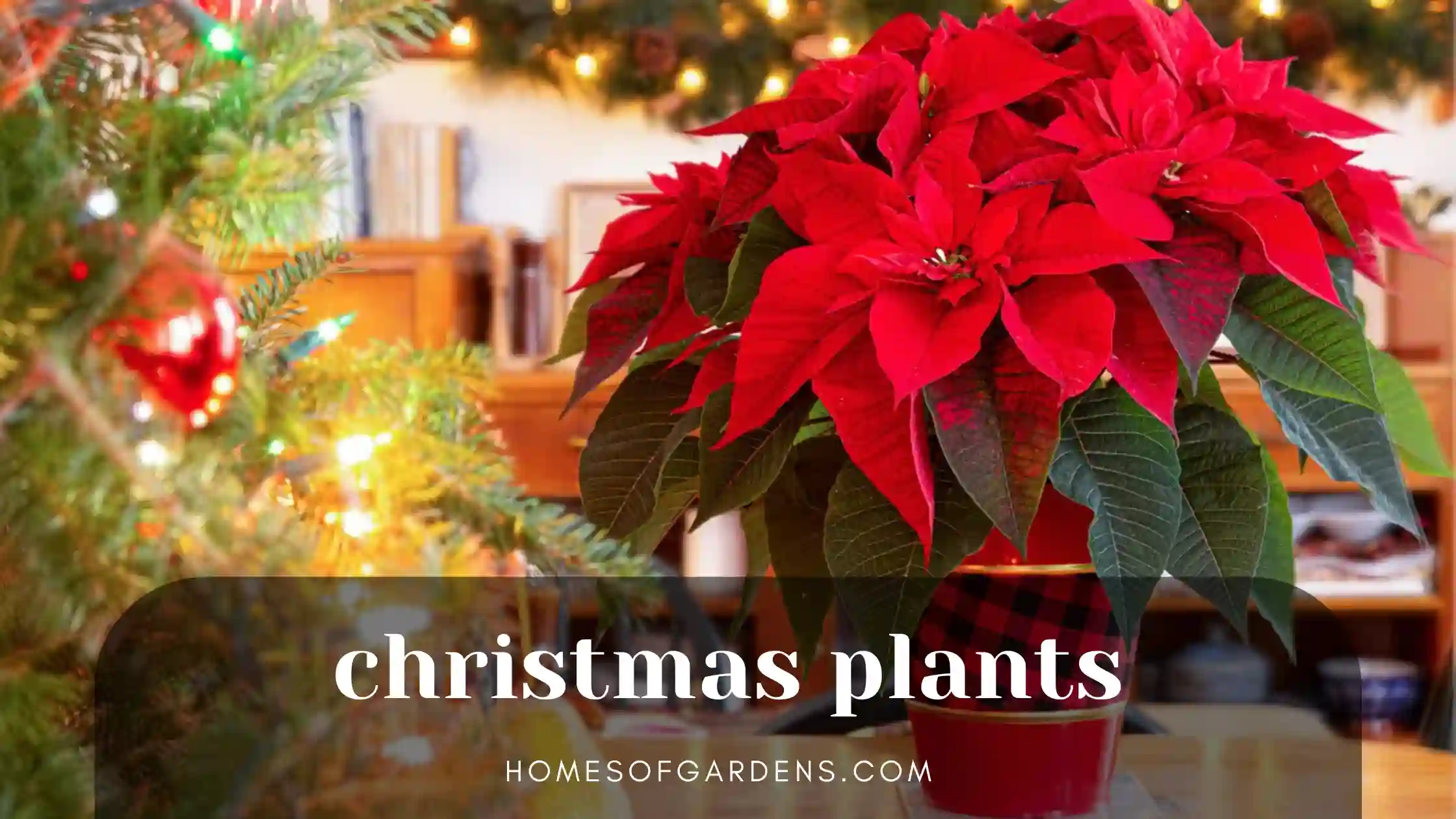 Featured image christmas plants